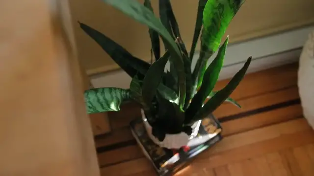 'Video thumbnail for 30 Best Indoor Succulents That Practically Care for Themselves '