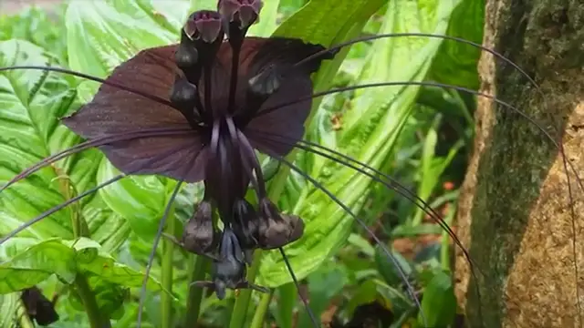 'Video thumbnail for 14 Unique and Unusual Perennials You Can Grow This Summer '
