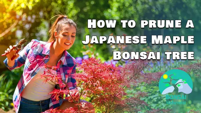 'Video thumbnail for How to prune a Japanese Maple Bonsai tree'