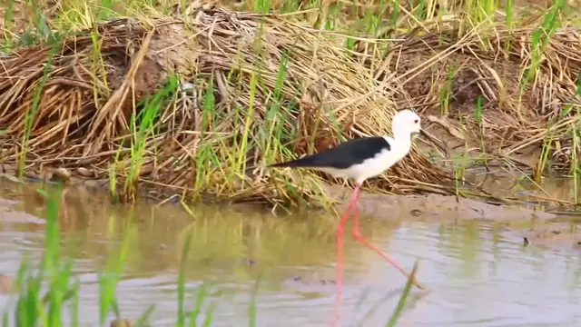 'Video thumbnail for In lake bird under land catch food eat'