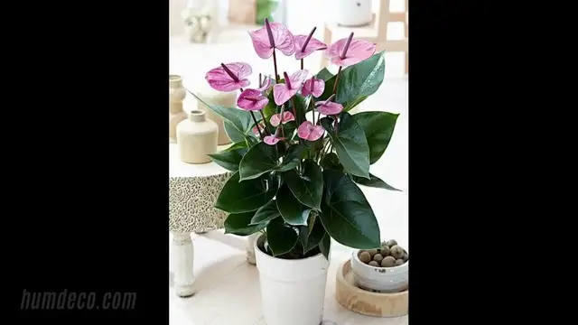 'Video thumbnail for Lovely Anthurium in different colors..💐 - Home Decorating Tips & Ideas '