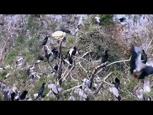'Video thumbnail for Amazing of Lake - Nature's Spectacle: Birds Catching Fish on the Lake'