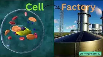 'Video thumbnail for Cell as Factory Analogy | Smart way to learn Cell Structure and Function  @biologyexams4u'