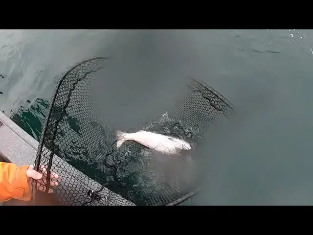 'Video thumbnail for Puget Sound Marine Area 10 Blackmouth, January 2020'