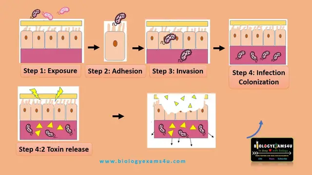 'Video thumbnail for Bacterial Pathogenesis || 4 Stages and Mechanism of Bacterial Pathogenesis'