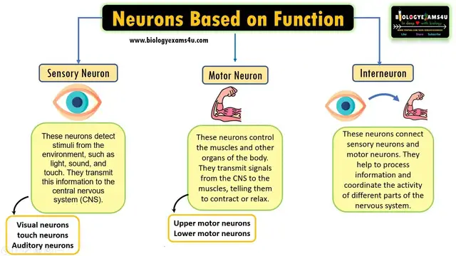 'Video thumbnail for Classification of Neuron based on function|| Sensory Neuron, Motor Neuron and Interneuron'