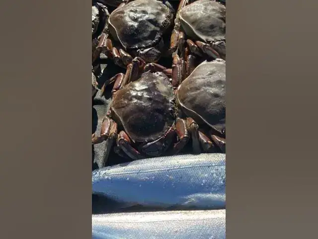 'Video thumbnail for Preparing to fish resident coho in marine area 10 2025. Teaser for the full video!'