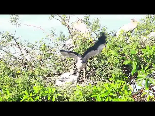 'Video thumbnail for Amzing of wild bird - Gain baby bird cry feed'