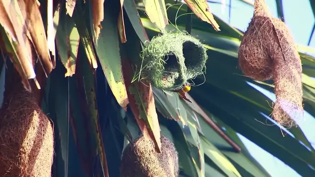 'Video thumbnail for The Maya bird - Golden bird making nest'