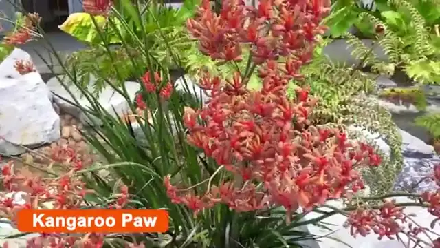 'Video thumbnail for 40 Best Drought Tolerant Plants that Grow In Lack of Water '