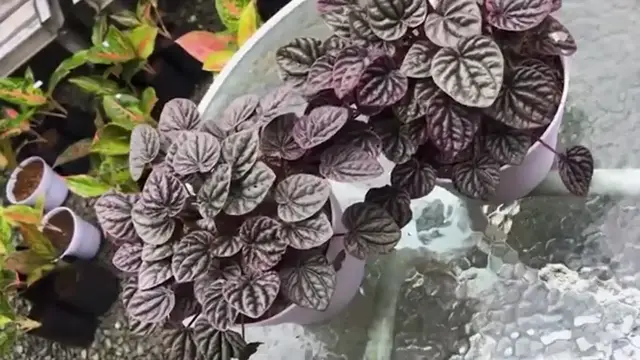 'Video thumbnail for 30 Best Plants To Grow In Small Pots '