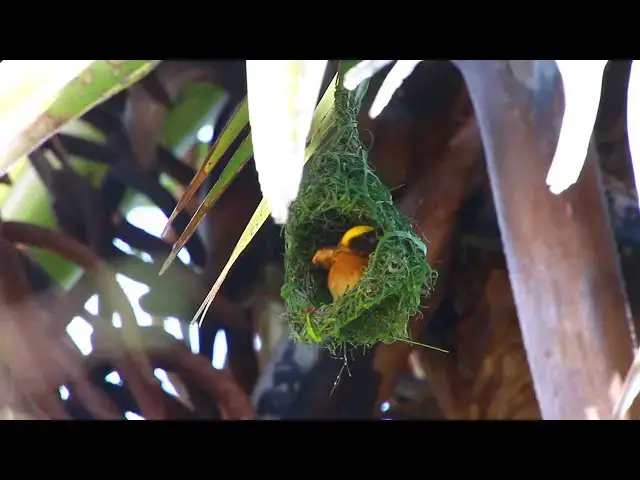 'Video thumbnail for Wild sparrow maya bird | bird of maya made nest for stay to born baby here'
