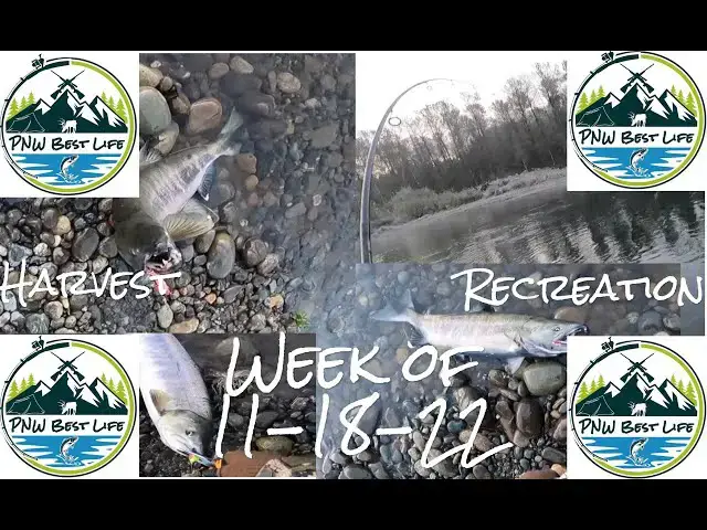'Video thumbnail for Bobber downs! Minter Creek tips! Coastal steelhead update - PNW Harvest Recreation Nov 18, 2022'