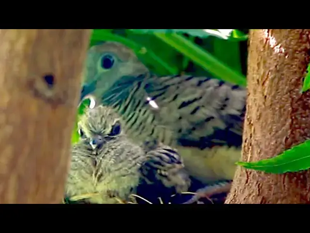 'Video thumbnail for Mother dove & wild baby bird on nest'