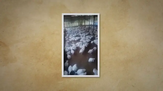 'Video thumbnail for [Beginners Guide] How To Start Poultry Farming In Nigeria'