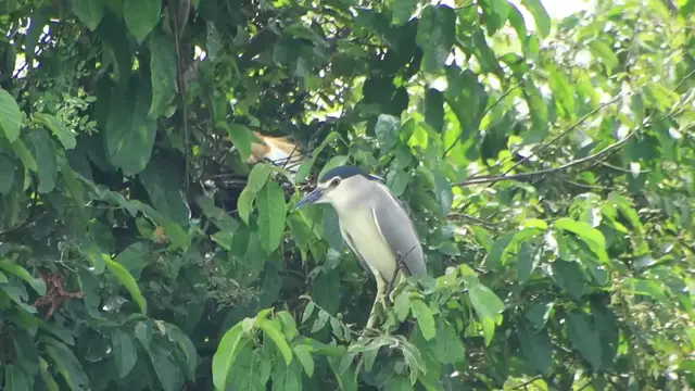 'Video thumbnail for Wild bird a lot in lake on nest'