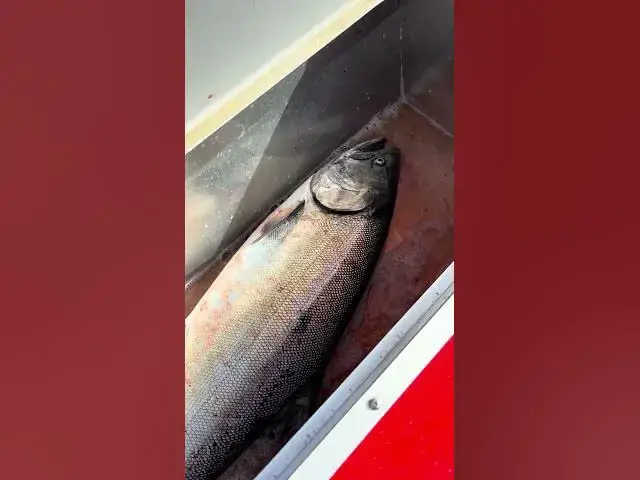 'Video thumbnail for Westport chinook is such a great way to start the summer salmon season!'