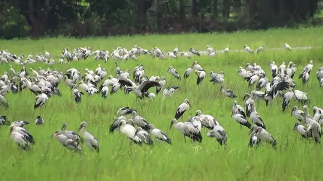 'Video thumbnail for In field wild bird a lot stay in grass to catch fish or snail eat'