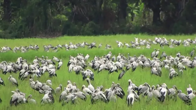 'Video thumbnail for In field, All bird stay here to catch food eat'