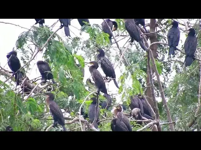 'Video thumbnail for Black wild bird a lot forest at lake zoo | A lot unkhnow of bird'