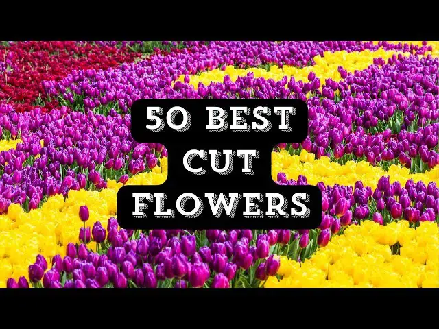 'Video thumbnail for 50 Best Cut Flowers for Cutting Garden #CutFlowers #CuttingGarden #Flowergarden'