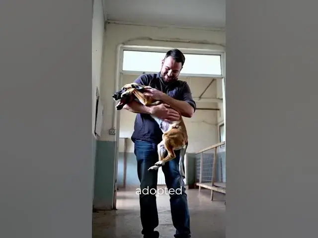 'Video thumbnail for He Rescued a Dog and Won Big #dogrescue #dogrescueshorts #puppyrescue #rescue #rescuedog'