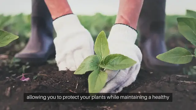 'Video thumbnail for Crafting Homemade Remedies for Cottage Garden Pest'