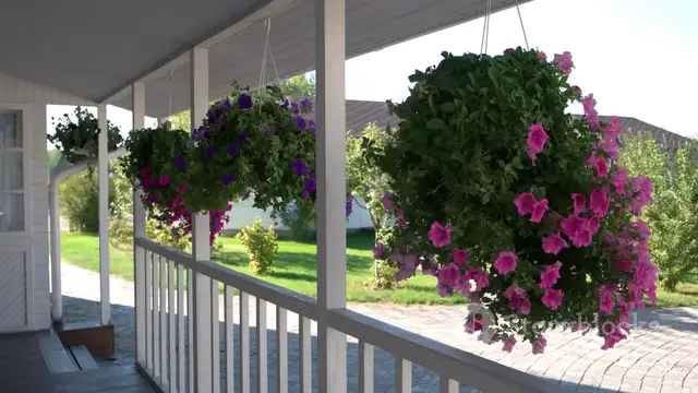 'Video thumbnail for Dazzling Displays Transform Your Garden: Simple Ideas for a Stunning Outdoor Space'