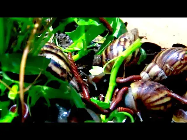 'Video thumbnail for White Snail or red  snail eat fruit | Red snail eat fruit at night'