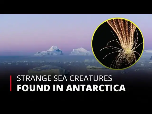 'Video thumbnail for New Discovery Strange Sea Creature Found in Antarctica's Cold Waters | 12am News'