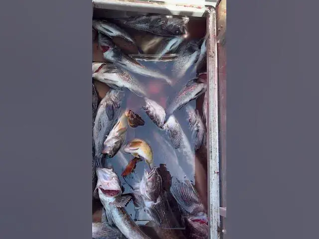'Video thumbnail for Limit of lingcod and fun out near Neah Bay!'