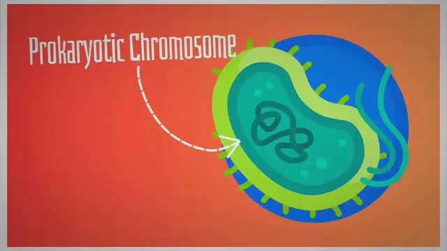 'Video thumbnail for Prokaryotic Chromosome– Structure, Function and Organization – Genetic Education'
