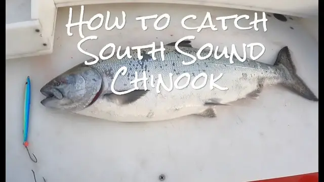 'Video thumbnail for How to CATCH South Sound CHINOOK Salmon 2023 - June and early July'