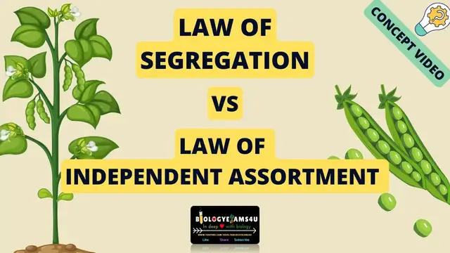 'Video thumbnail for Difference between Law of Segregation and Law of Independent assortment || Concept Video'