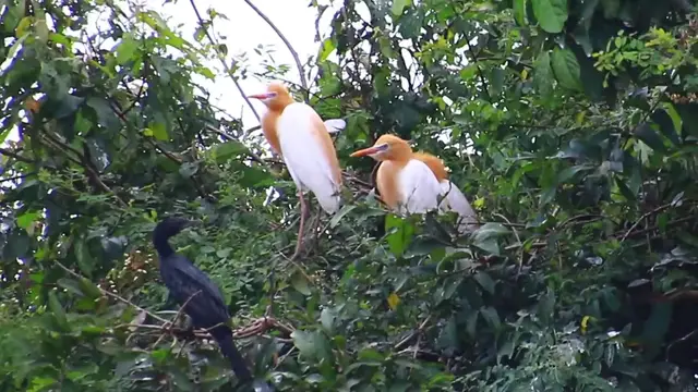 'Video thumbnail for Wild baby bird stay on nest'