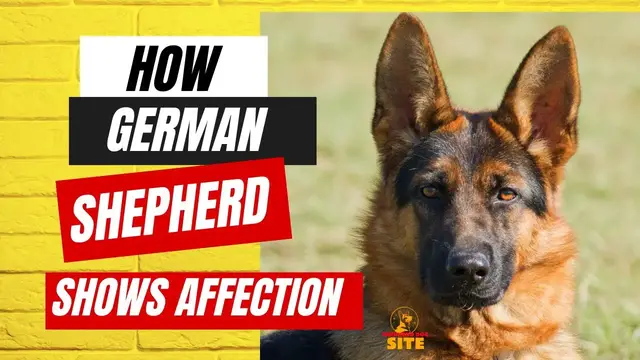 'Video thumbnail for How German Shepherd Shows Affection?'