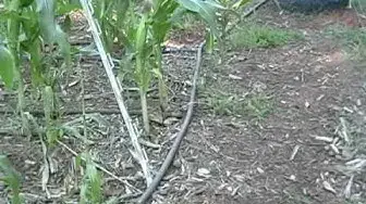 'Video thumbnail for Watering tomato plants: how to use a drip hose irrigation system.wmv'