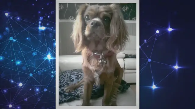 'Video thumbnail for Smile Bright: Unveiling the Vitality of Dental Care for Your Beloved Cavalier King Charles Spaniel'
