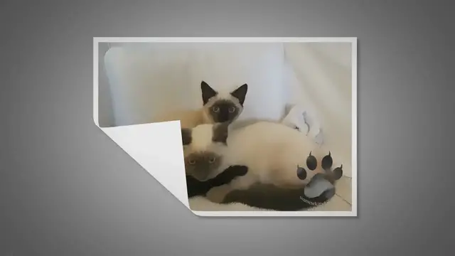 'Video thumbnail for Where Can I Find Siamese Kittens For Sale?'