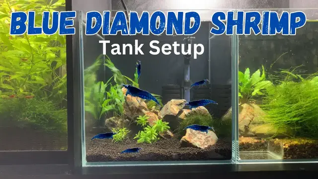 'Video thumbnail for Super Simple Blue Diamond Neocaridina Shrimp Tank Setup'