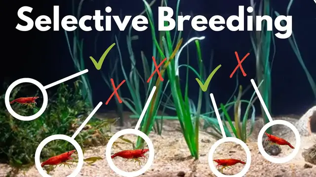 'Video thumbnail for How to Selectively Breed Shrimp - Improve the color & quality of your shrimp colony!'