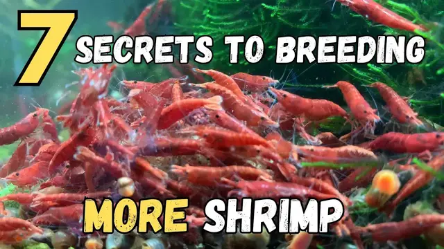 'Video thumbnail for How to Breed More Red Cherry Shrimp - 7 SECRETS REVEALED'