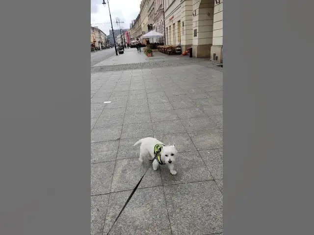 'Video thumbnail for 🐶 Westie on a Warsaw Adventure: Exploring Krakowskie Przedmieście and Queuing for French Finds 🇫🇷'