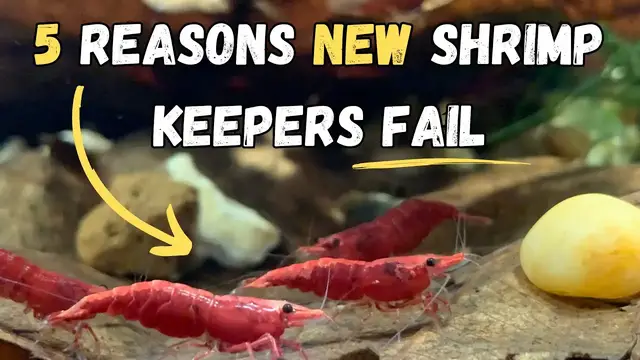 'Video thumbnail for 5 Reasons New Shrimp Keepers Fail With Their Shrimp!'