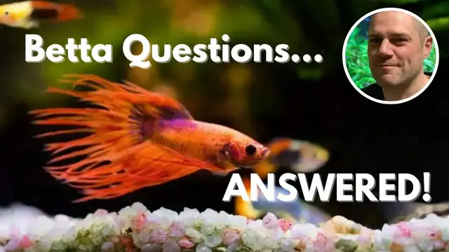'Video thumbnail for Betta Fish FAQs: Expert Advice for All Your Questions'
