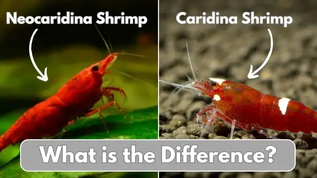 'Video thumbnail for Comparing Neocaridina and Caridina Shrimp! Which one should you choose?'
