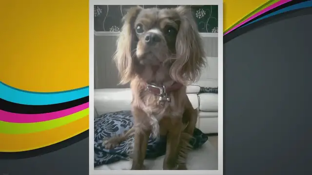 'Video thumbnail for How to help a Cavalier King Charles spaniel lose weight'