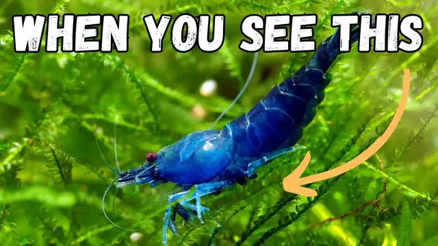 'Video thumbnail for Patience Pays Off: When to Add Shrimp to an Aquarium'