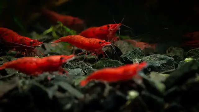 'Video thumbnail for Behind the Scenes of My Shrimp Rack Setup: Tank Tour and Maintenance Tips'