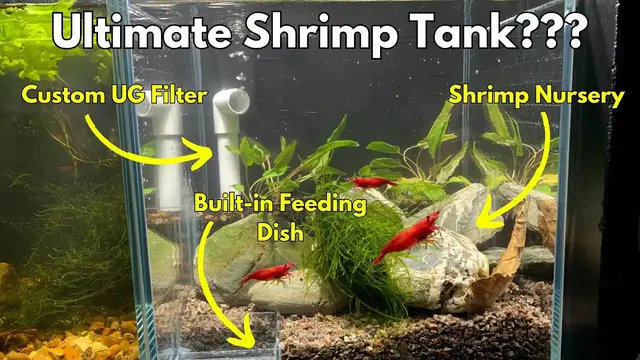 'Video thumbnail for The Ultimate Cherry Shrimp Tank Set-Up! 🦐'